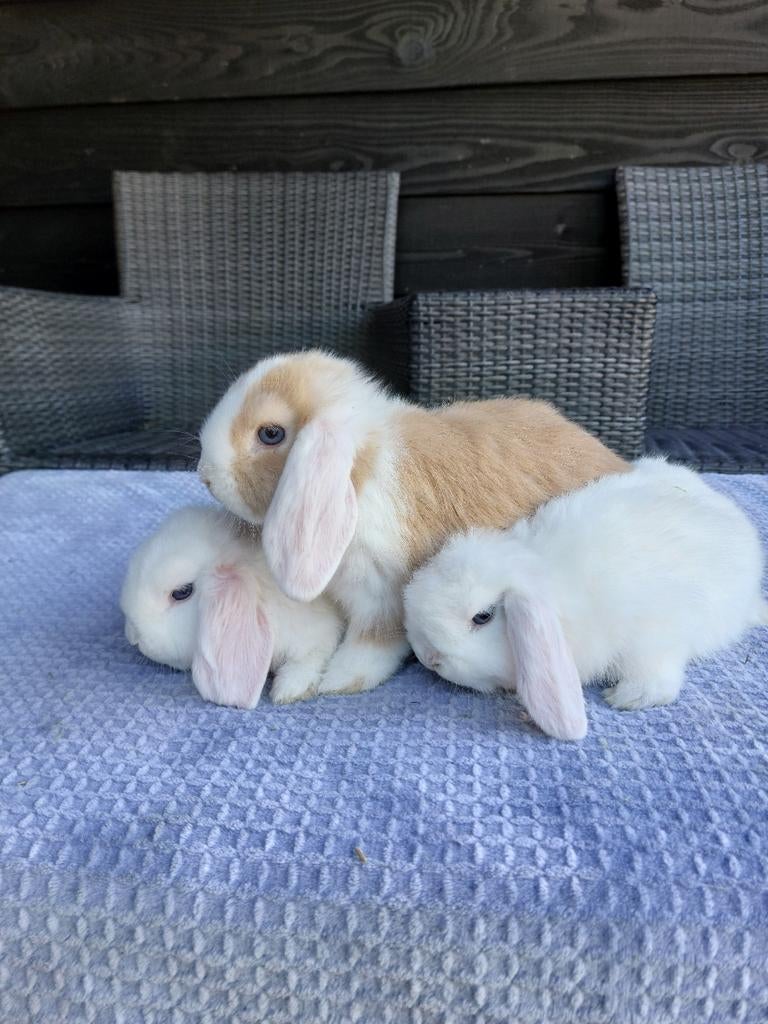 Te koop mooi witblauwoog nhd/minilop konijntje!, Dieren en Toebehoren, Konijnen, Vrouwelijk, Dwerg, Hangoor, 0 tot 2 jaar