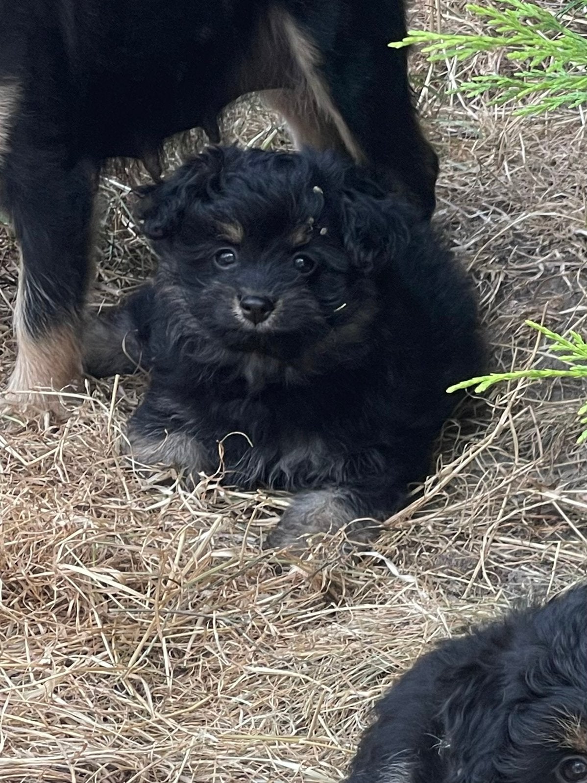 Pomapoo pups, Parvo, Overige rassen, 8 tot 15 weken, Meerdere