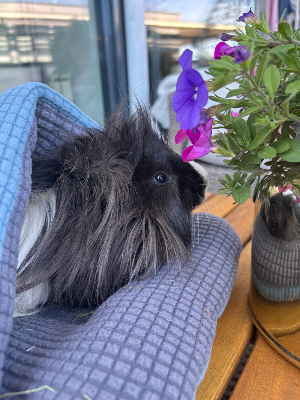 Langharige Cavia, Dieren en Toebehoren, December, Mannelijk, Cavia