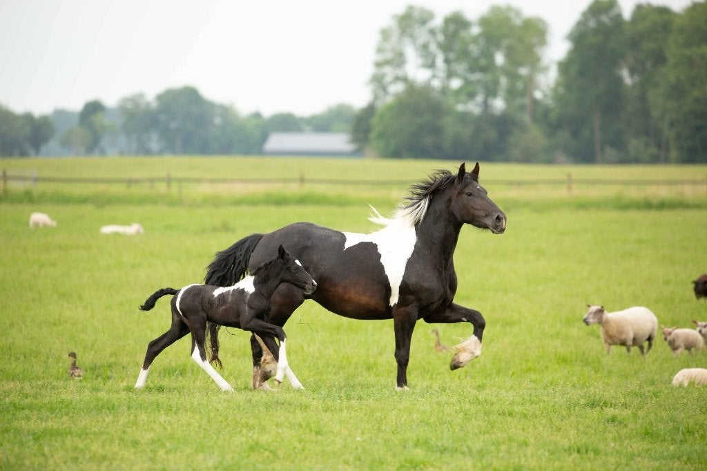 Paarden, pony's en veulens zoeken nieuw thuis, Dieren en Toebehoren, Paarden, 0 tot 2 jaar, Gechipt, 160 tot 165 cm, Onbeleerd