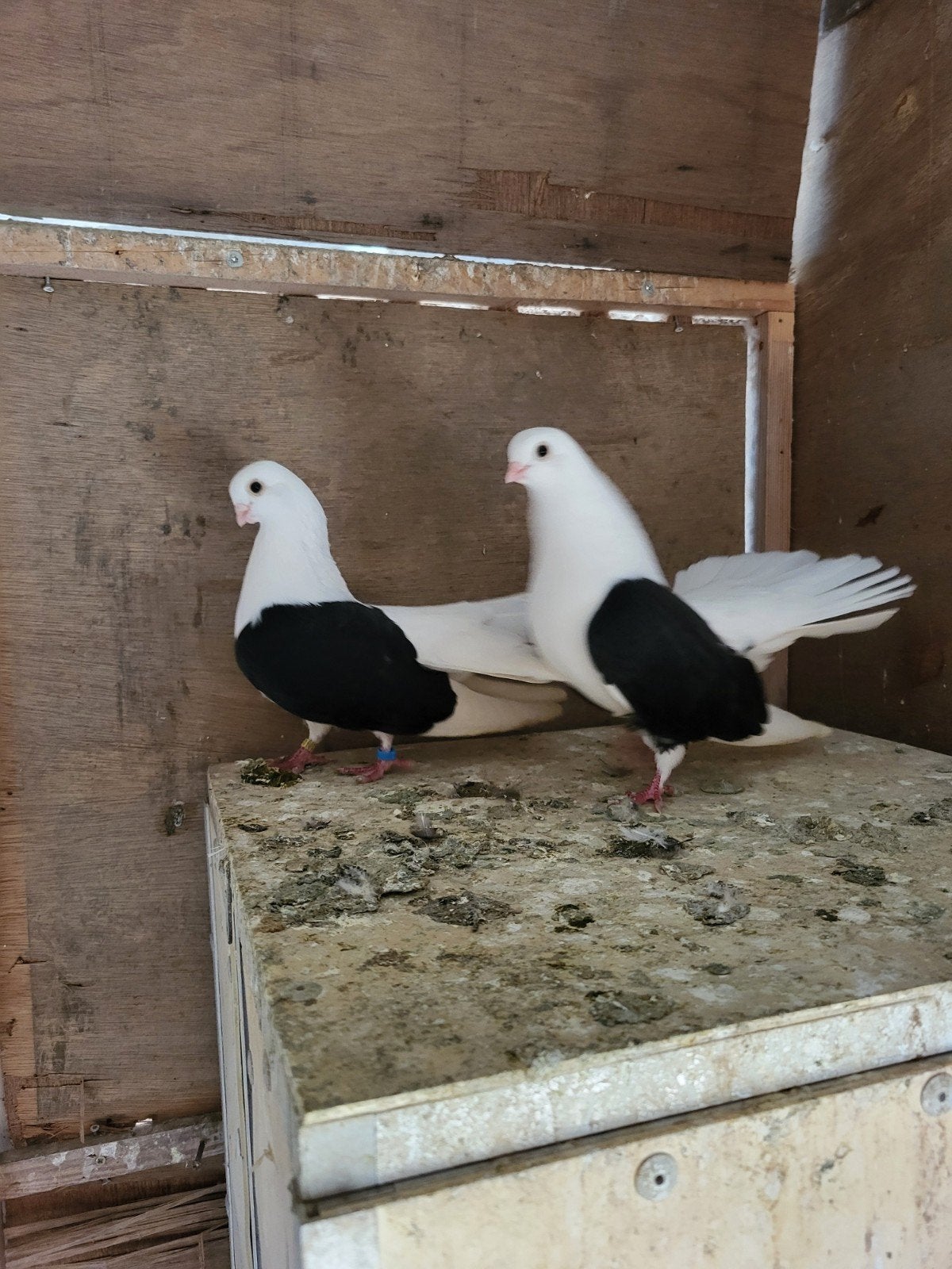 taganroger tuimelaars zwart, Dieren en Toebehoren, Meerdere dieren, Tuimelaar of Roller