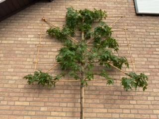 Lei liquidambar ( Amberboom ), Bloeit niet, Leiboom, Ophalen, Volle zon