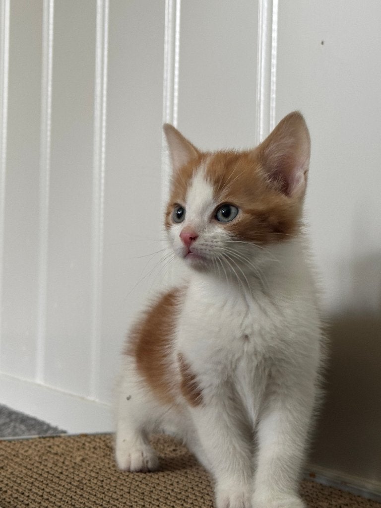 Mooie lieve kittens, Meerdere dieren, Kortharig, 0 tot 2 jaar