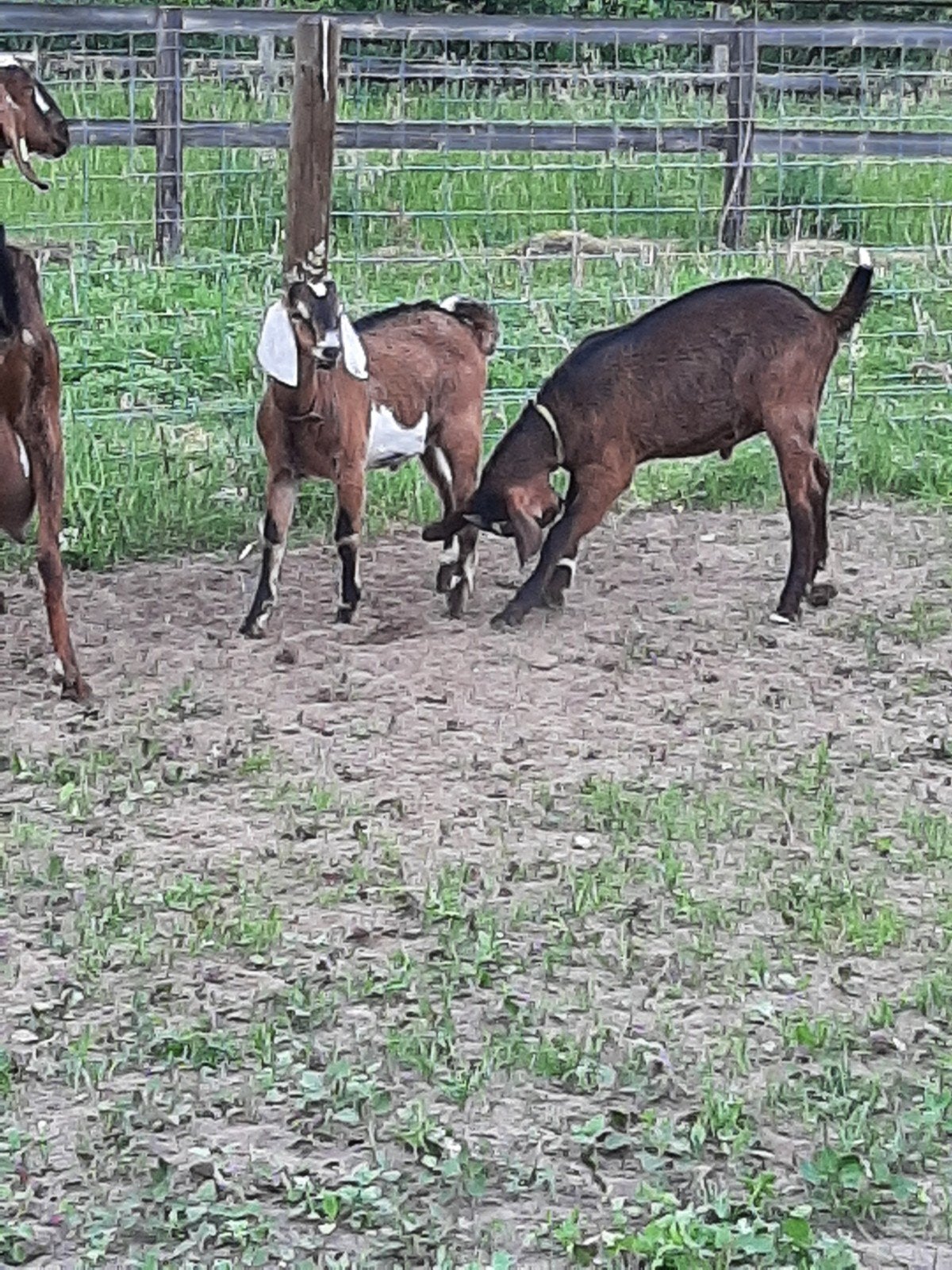 Nubische geiten bokjes, Dieren en Toebehoren, Schapen, Geiten en Varkens, Mannelijk, Geit, 0 tot 2 jaar