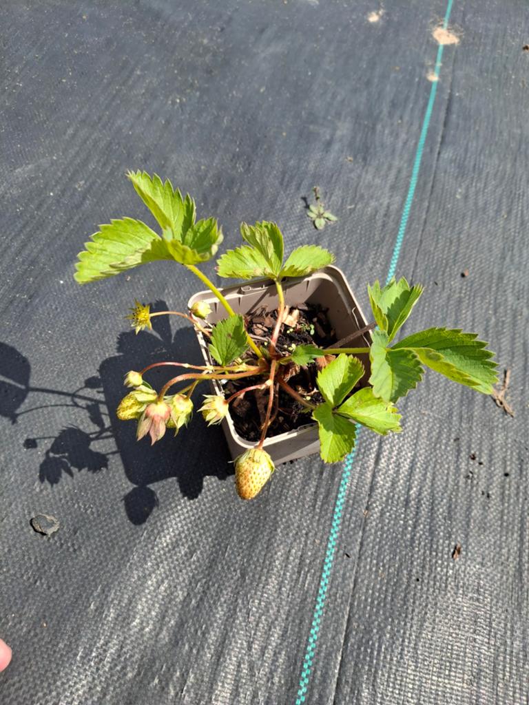 Aardbei planten, Ophalen of Verzenden, Overige soorten, Volle zon