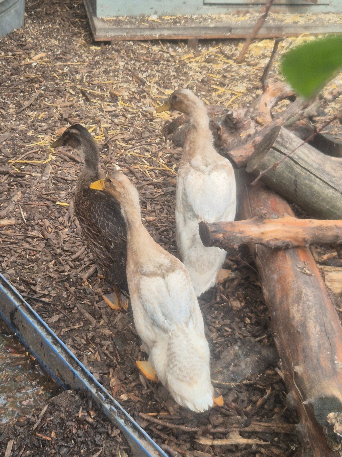 4 jonge loopeenden ️, Meerdere dieren