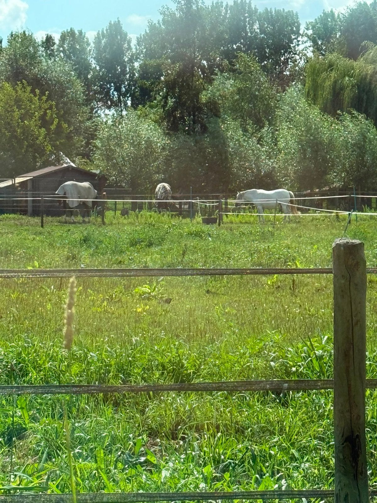 1 plekje vrij voor sociale merrie of ruin in schijndel, 1 paard of pony