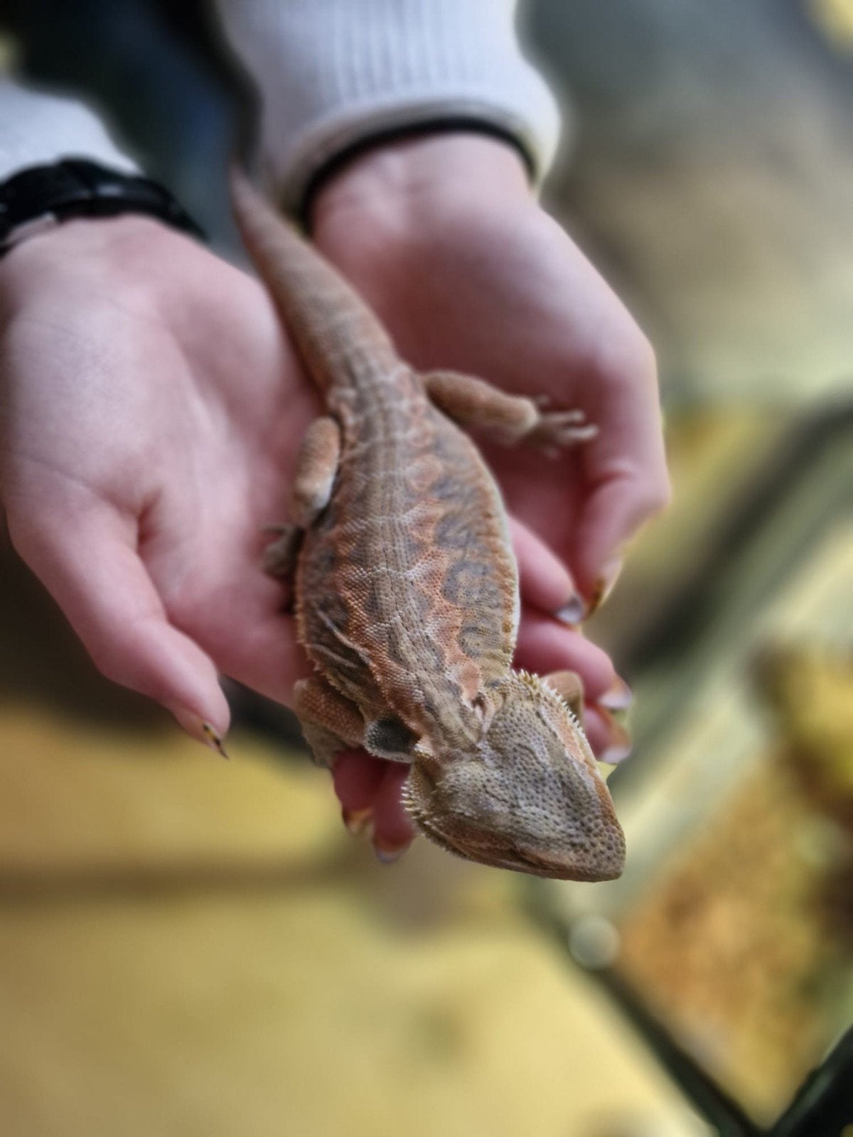 Leatherback baardagaam Bearded Dragon photo 3