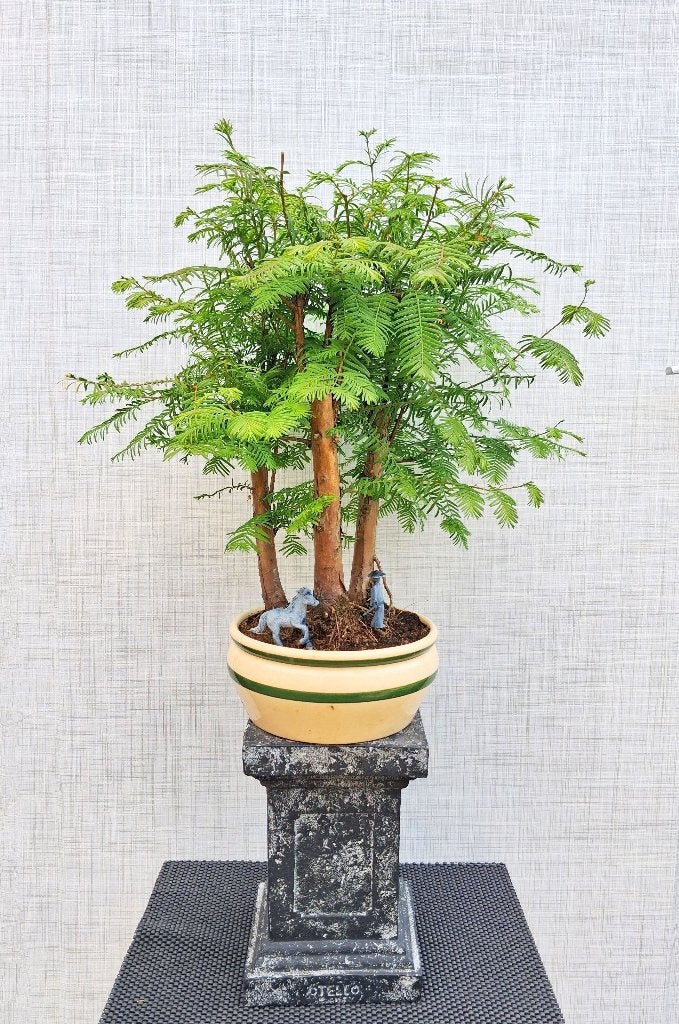 1 Watercipres Bonsai Forrest Bosje 3 Stuks - Metaseqouia, In pot, Bloeit niet, Minder dan 100 cm, Volledige schaduw