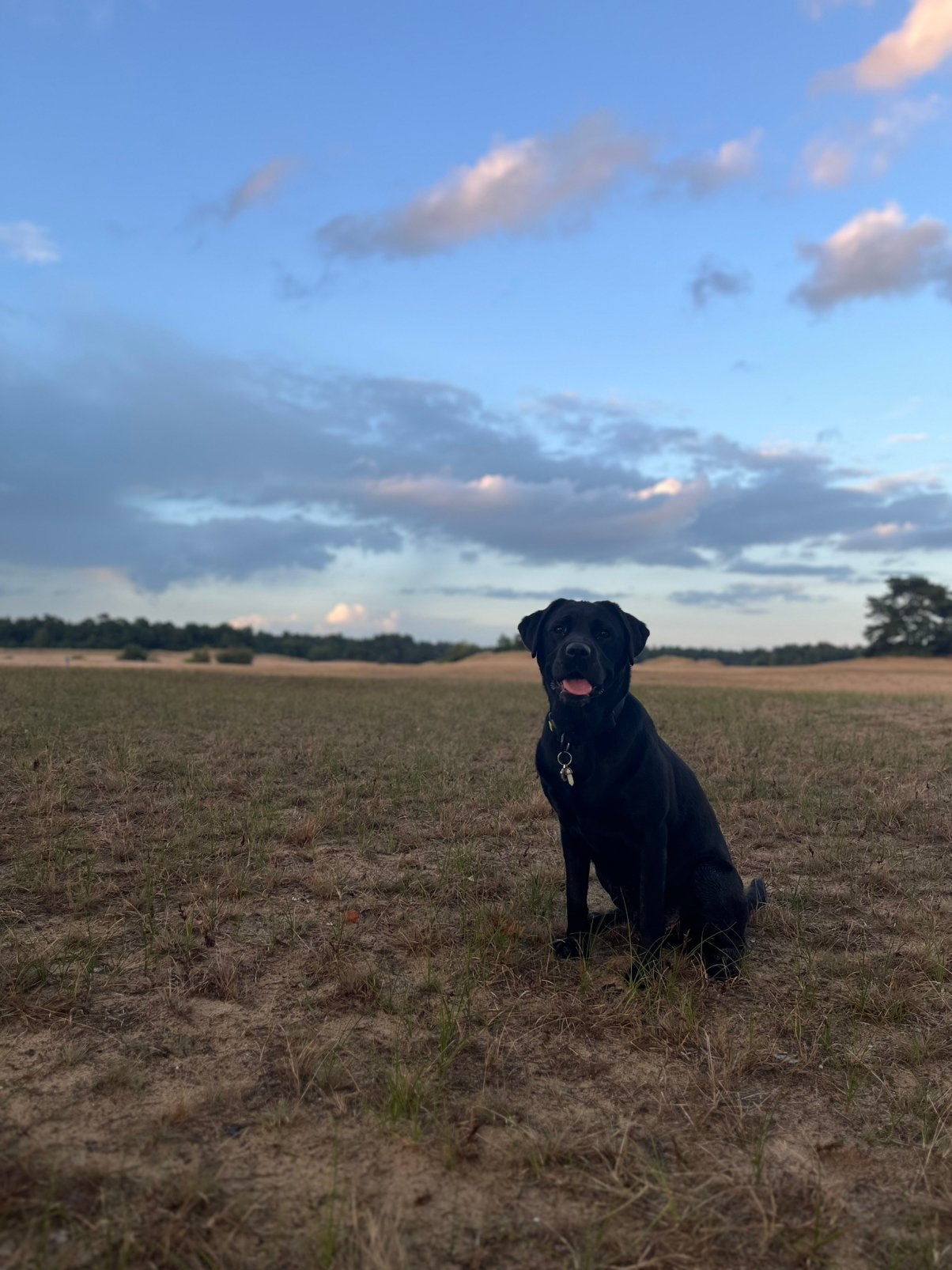 Honden oppas AANGEBODEN!!, Ophalen, Nieuw