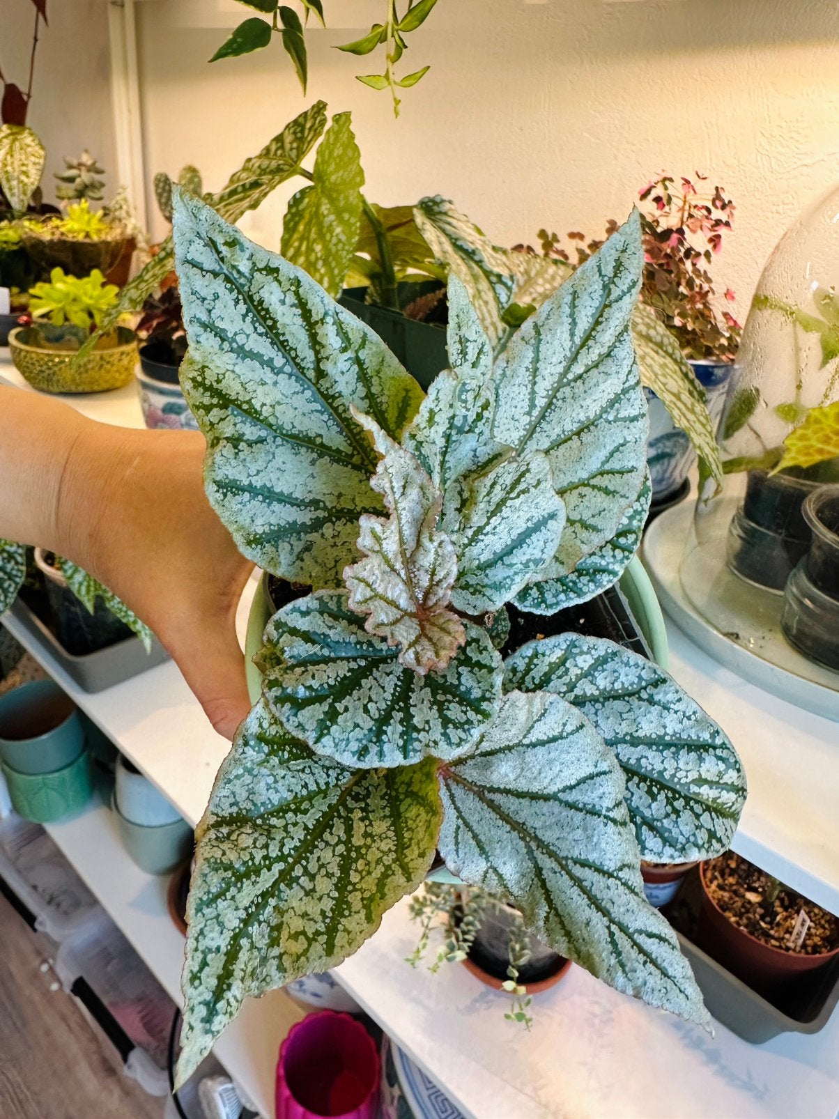Begonia don miller, Ophalen of Verzenden, Halfschaduw, Minder dan 100 cm