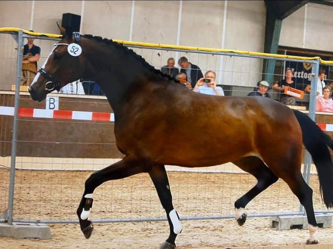 Elite ibop D oc merrie v Just wimphof, Dieren en Toebehoren, Paarden, Merrie, Met stamboom, Dressuurpaard, 170 tot 175 cm