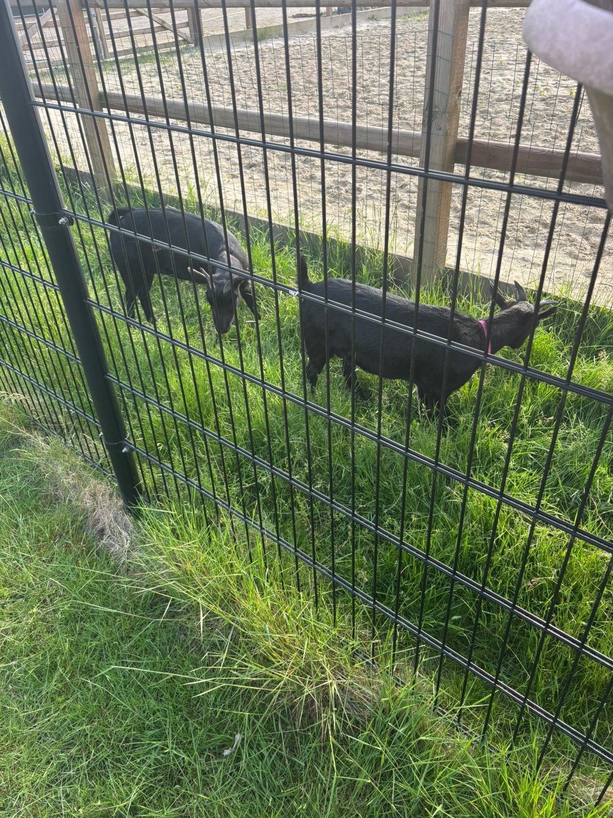 2 lieve dwergeitjes, Dieren en Toebehoren, Schapen, Geiten en Varkens, Vrouwelijk, Geit, 0 tot 2 jaar