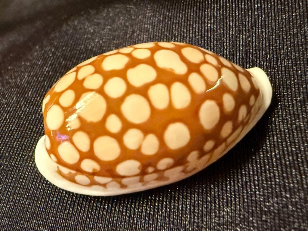 Schelp Cypraea Cribraria 33mm, Ophalen of Verzenden, Schelp(en)