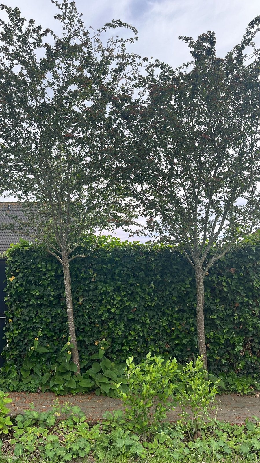 2x bolcatalpa en 2x rode meidoorn op stam, Overige soorten, 100 tot 250 cm, Zomer, Ophalen