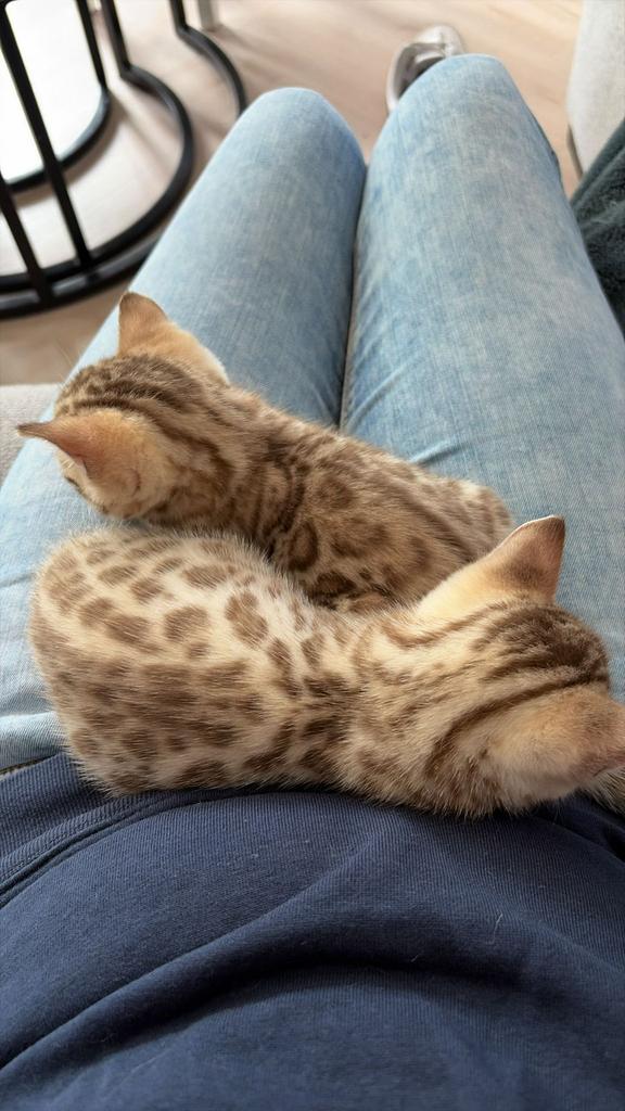 Prachtige Bengaal kittens beschikbaar, Meerdere dieren, Gechipt