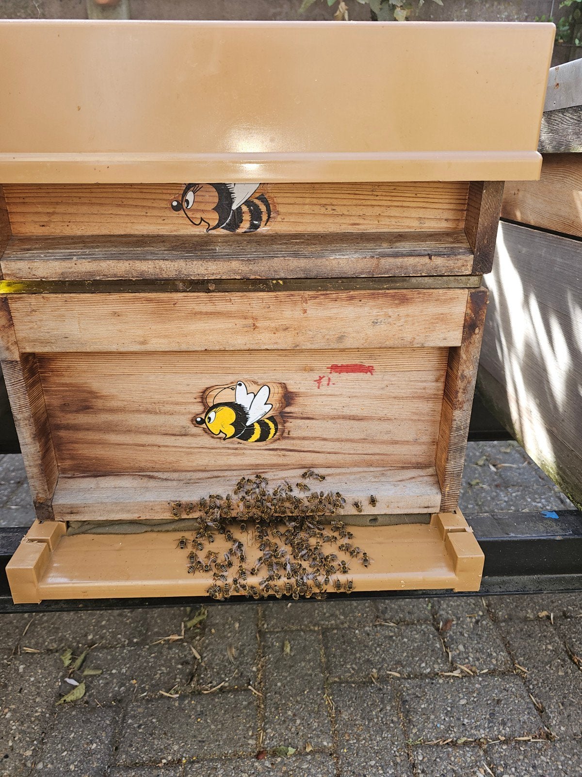 carnica f1 volk, Dieren en Toebehoren, Insecten en Spinnen