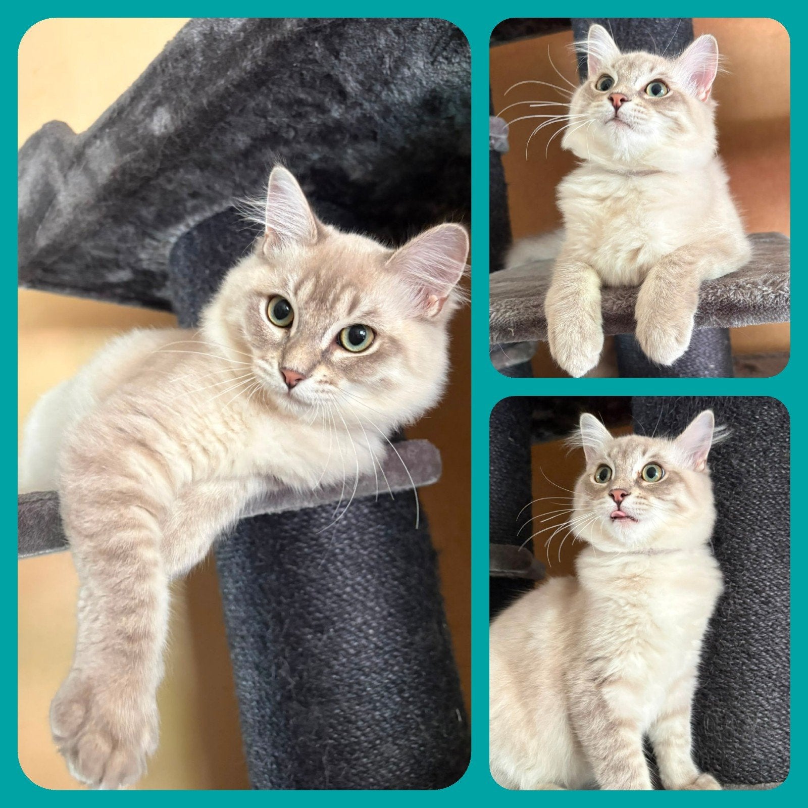 RAGDOLL KITTENS ( MOGEN METEEN VERHUIZEN ! ), Meerdere dieren, Langharig, 0 tot 2 jaar
