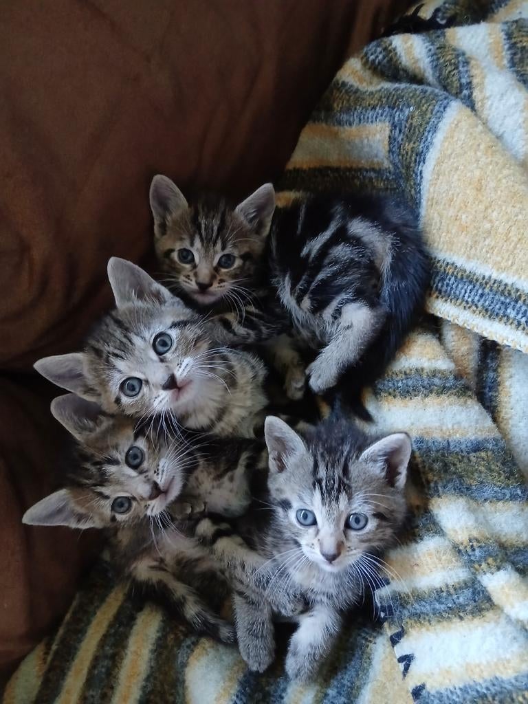 Jonge kittens, Dieren en Toebehoren, Katten en Kittens | Overige Katten, Meerdere dieren