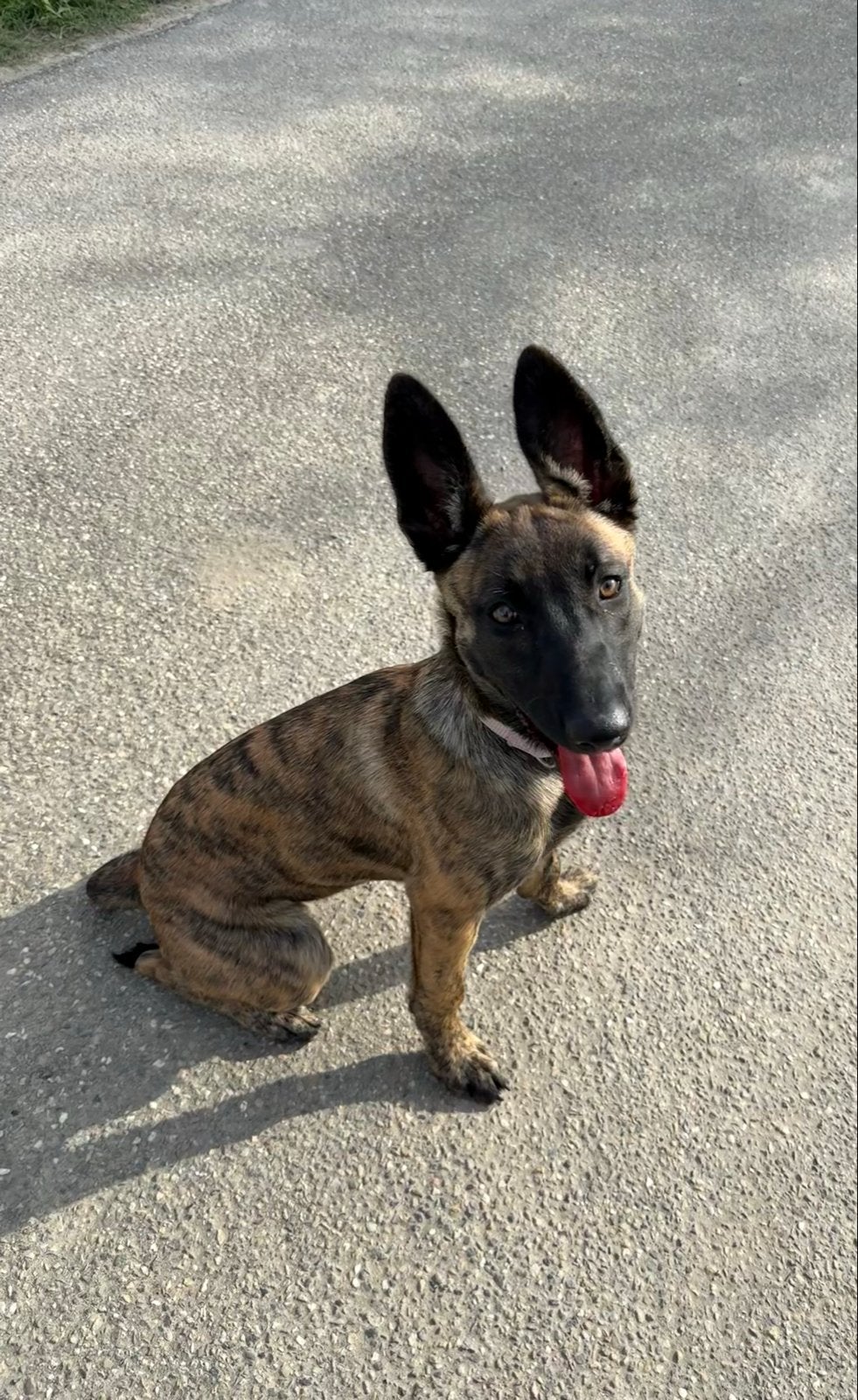 Hollandse Herder korthaar pup, teef, 4 maanden jong, Dieren en Toebehoren, 15 weken tot 1 jaar, Teef, Parvo, Eén hond