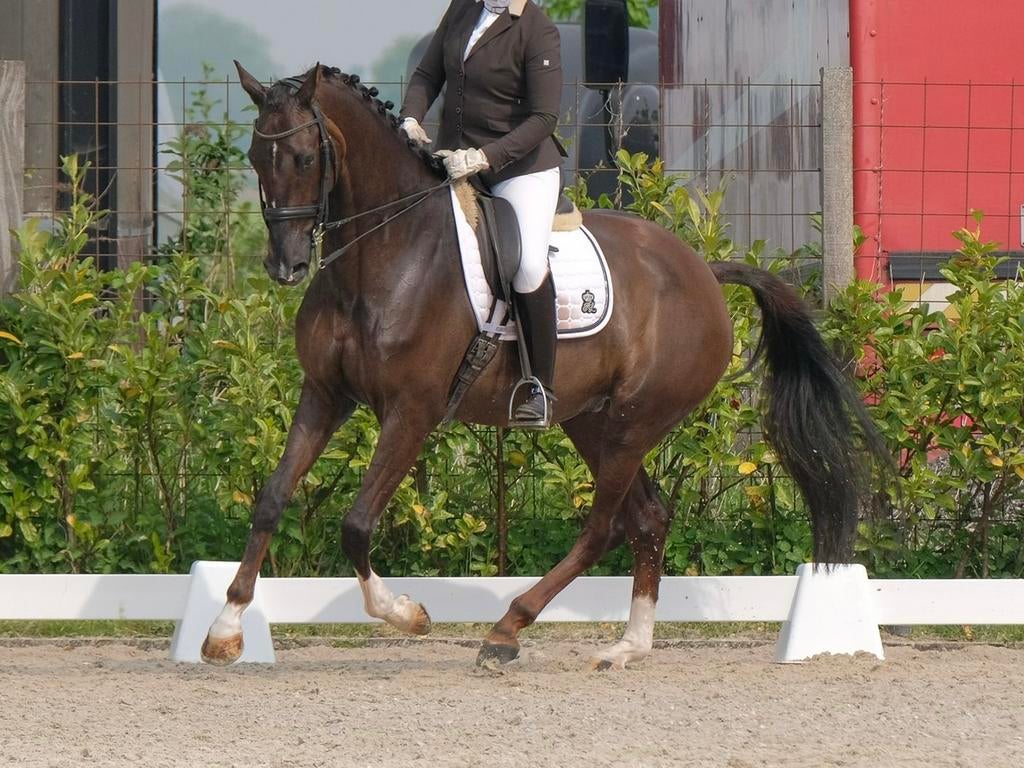 ZZ-Licht Dressuur Merrie - 17 jaar, Dieren en Toebehoren, Merrie, ZZ, Dressuurpaard, 170 tot 175 cm
