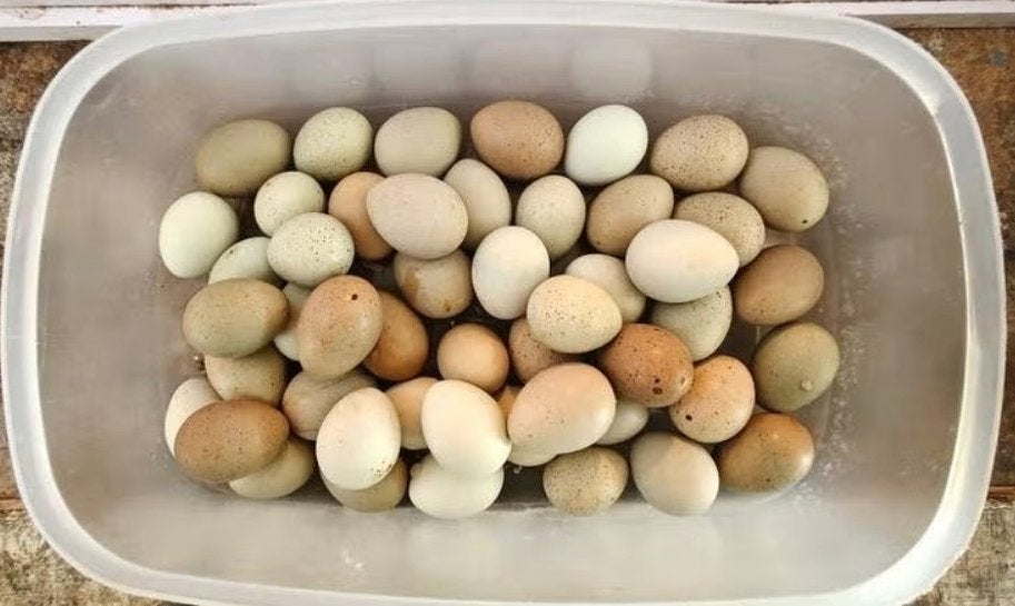 Broedeieren Chinese dwerg kwartels, Dieren en Toebehoren, Geslacht onbekend, Overige soorten