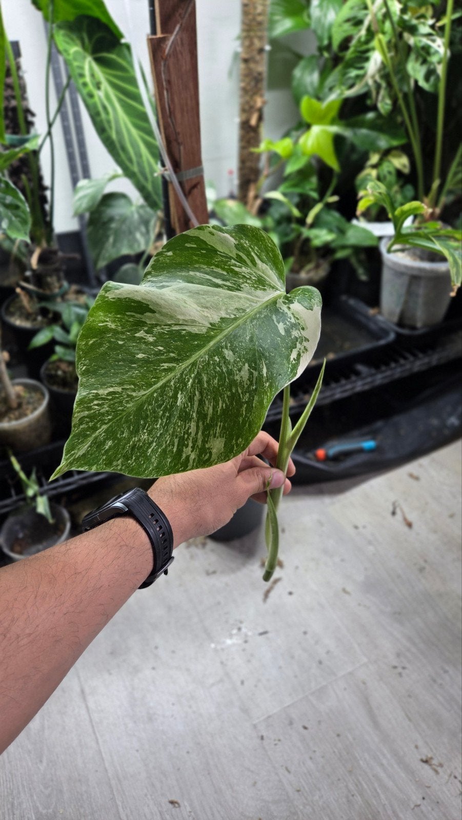 Verse monstera variegata stek, Huis en Inrichting, Kamerplanten, Ophalen of Verzenden