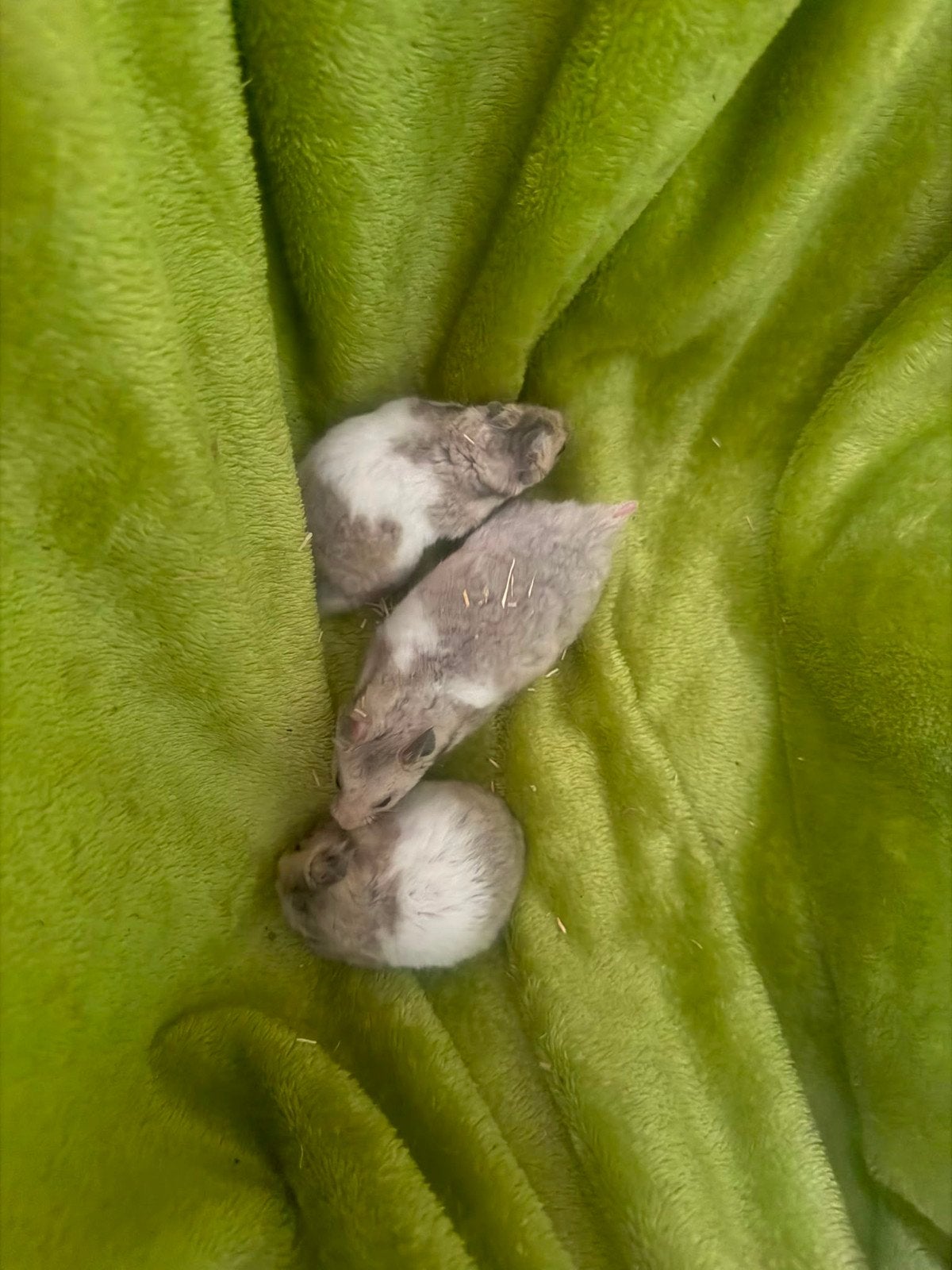 Hamster mannetjes, Dieren en Toebehoren, Hamster, April, Mannelijk, Tam