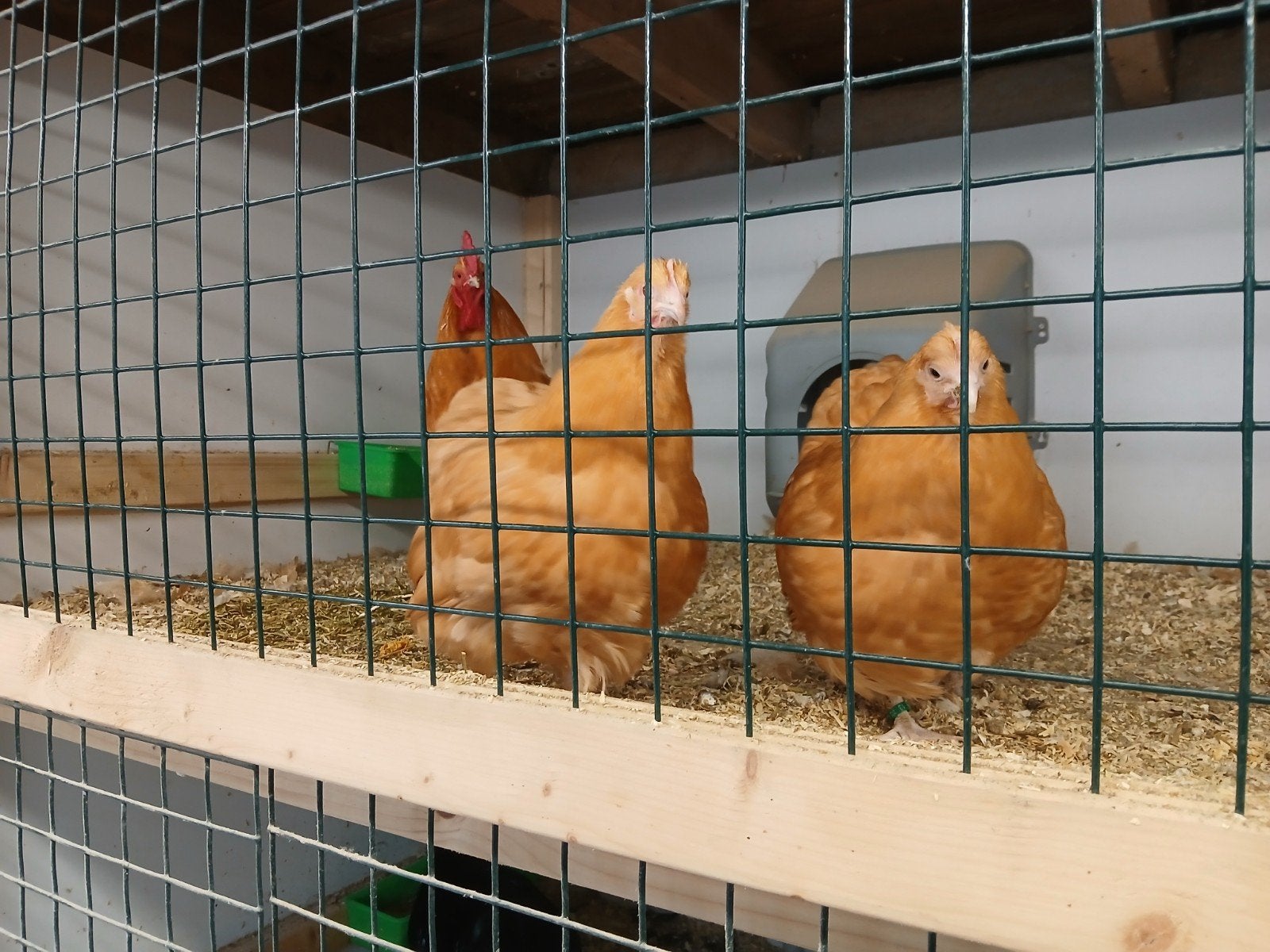 Te koop trio buff orpington  kriel  van vorig  jaar, Dieren en Toebehoren, Pluimvee