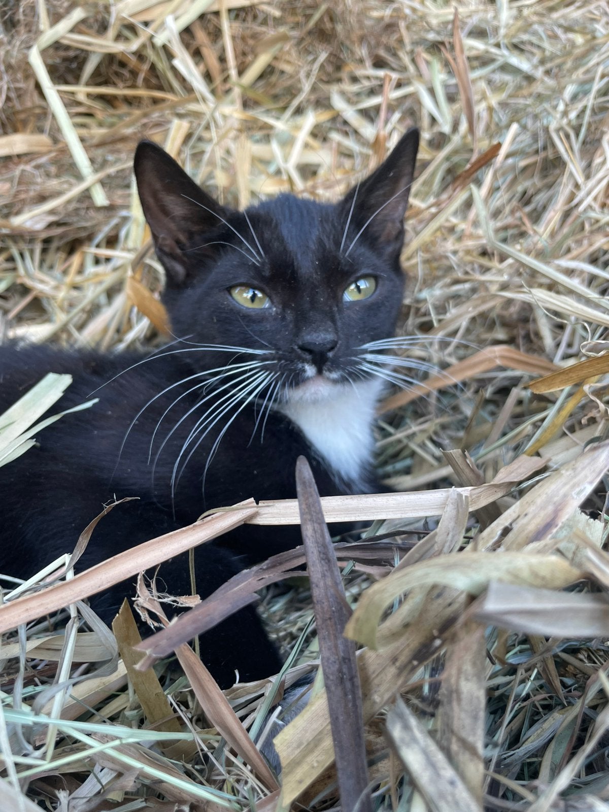 Lieve boerderij kittens te koop, Meerdere dieren