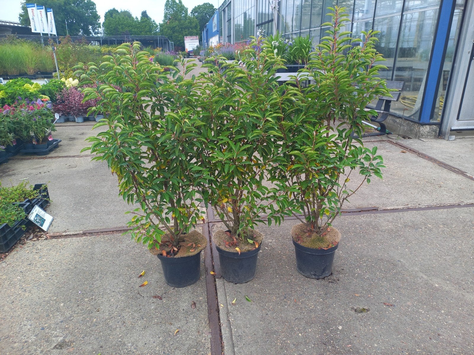 Portugese Laurier struiken voor hagen 90cm €12,50, Tuin en Terras, Ophalen, Laurier, Minder dan 100 cm