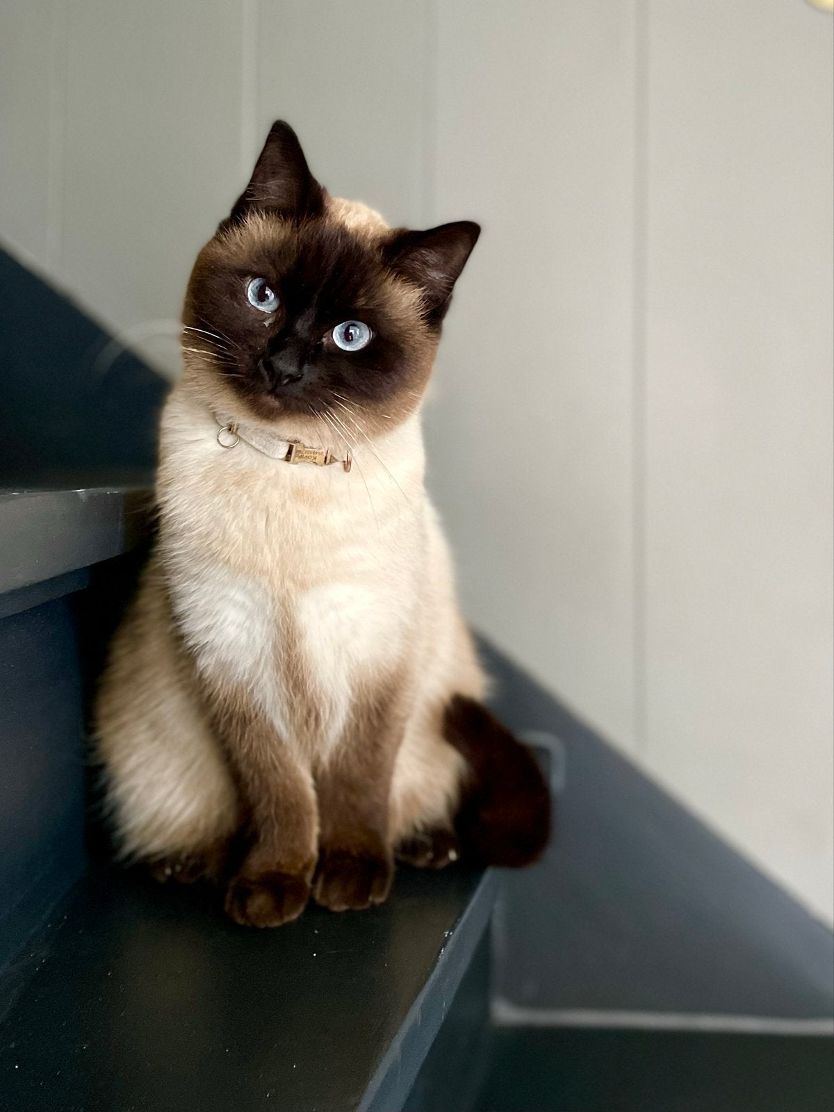 Lieve Kova, Dieren en Toebehoren, Poes