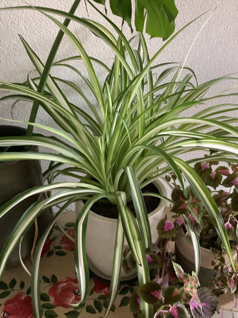 Kamerplant met pot, Ophalen, Palm, Halfschaduw, In pot