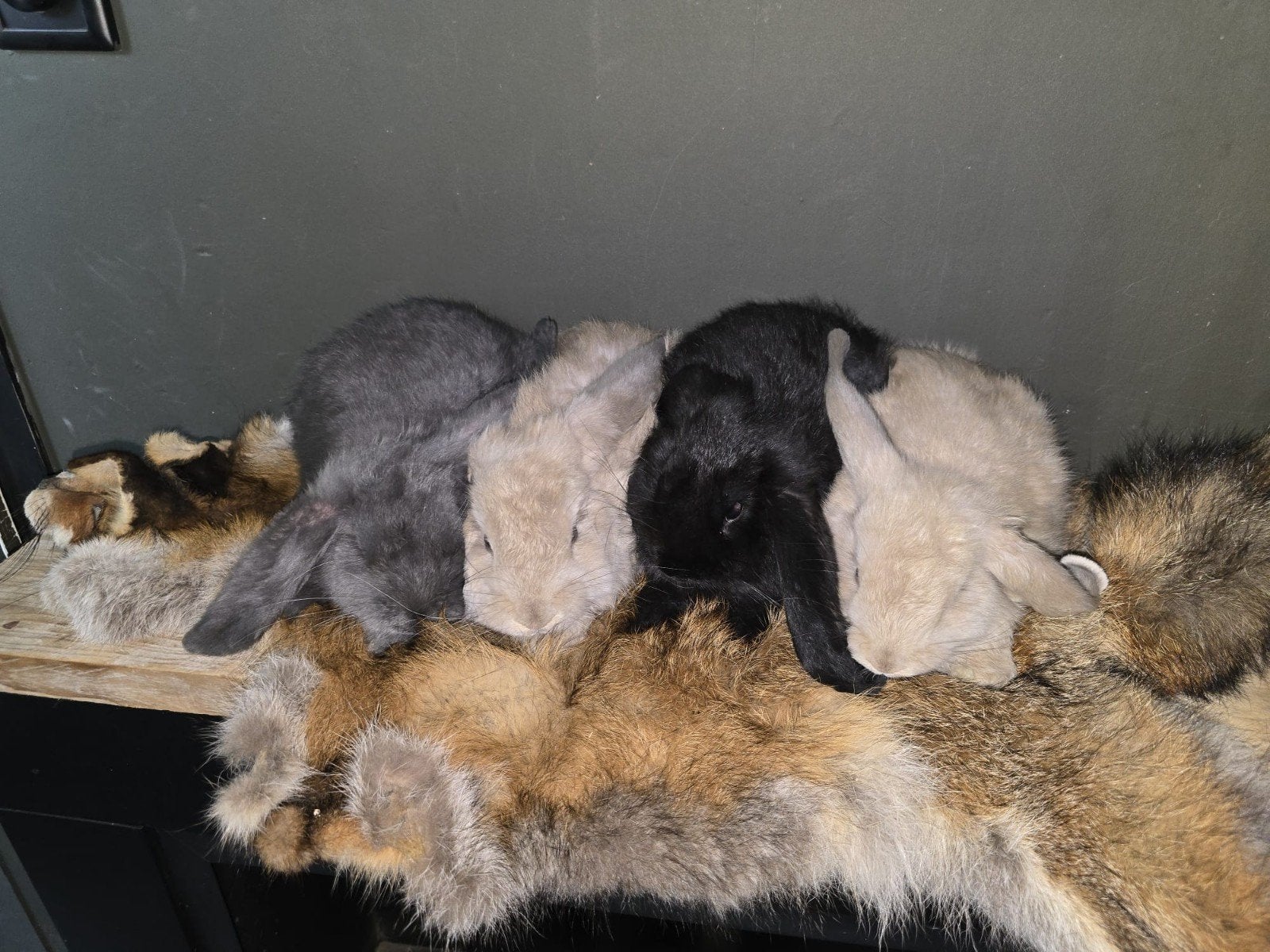 Lieve franse hangoren, Dieren en Toebehoren, Konijnen, Meerdere dieren, Groot, Hangoor, 0 tot 2 jaar