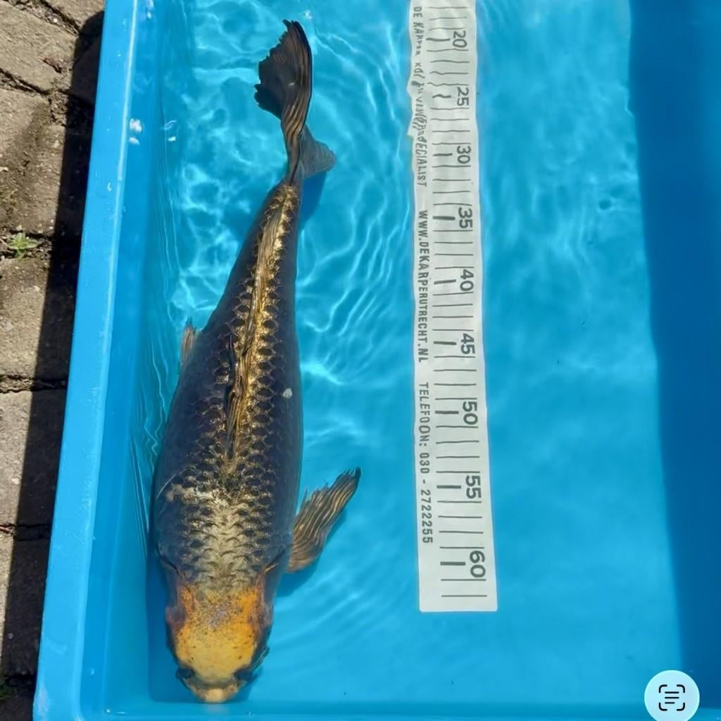 Koi karper Kabuto butterfly (40cm), Karper of Koi