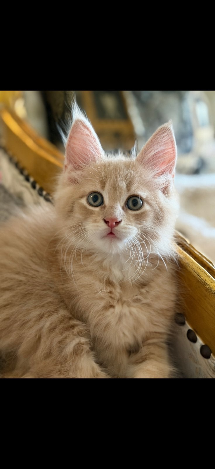 Main Coon x Main Coon x Savannah kittens, Kater, Ingeënt, 0 tot 2 jaar