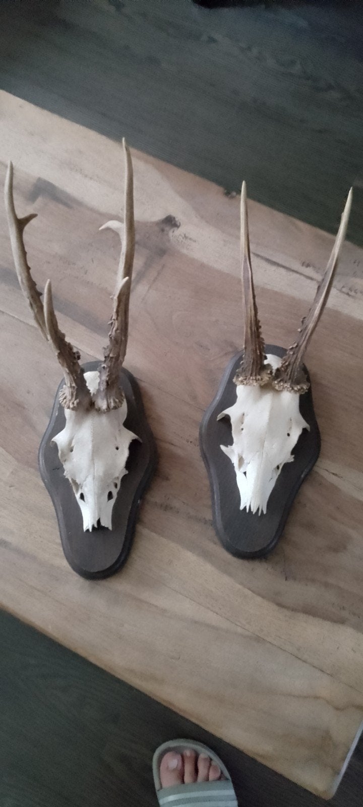 reeengewei op schild taxidermie geweitjes ree, Ophalen of Verzenden, Zo goed als nieuw, Hert, Opgezet dier