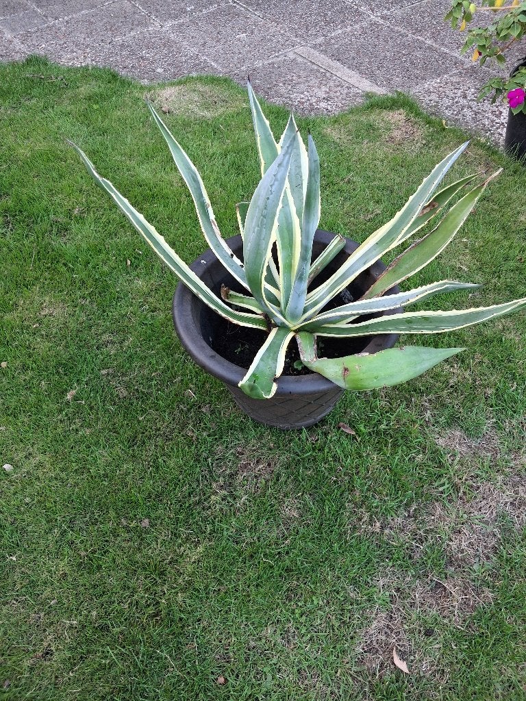 tuin plant amerikaanse AGAVE  bont 9 jaar oud, Volle zon, Vaste plant, Bloeit niet, Ophalen