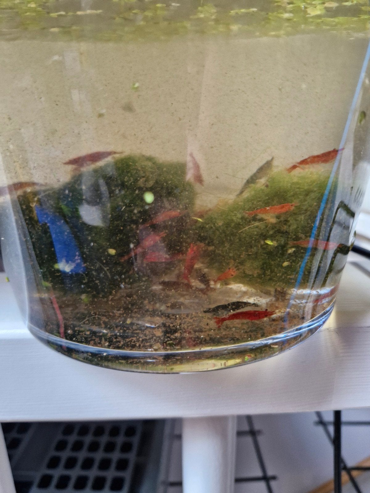 min. 60 garnalen , min 30 guppen en gourami groot en klein, Dieren en Toebehoren