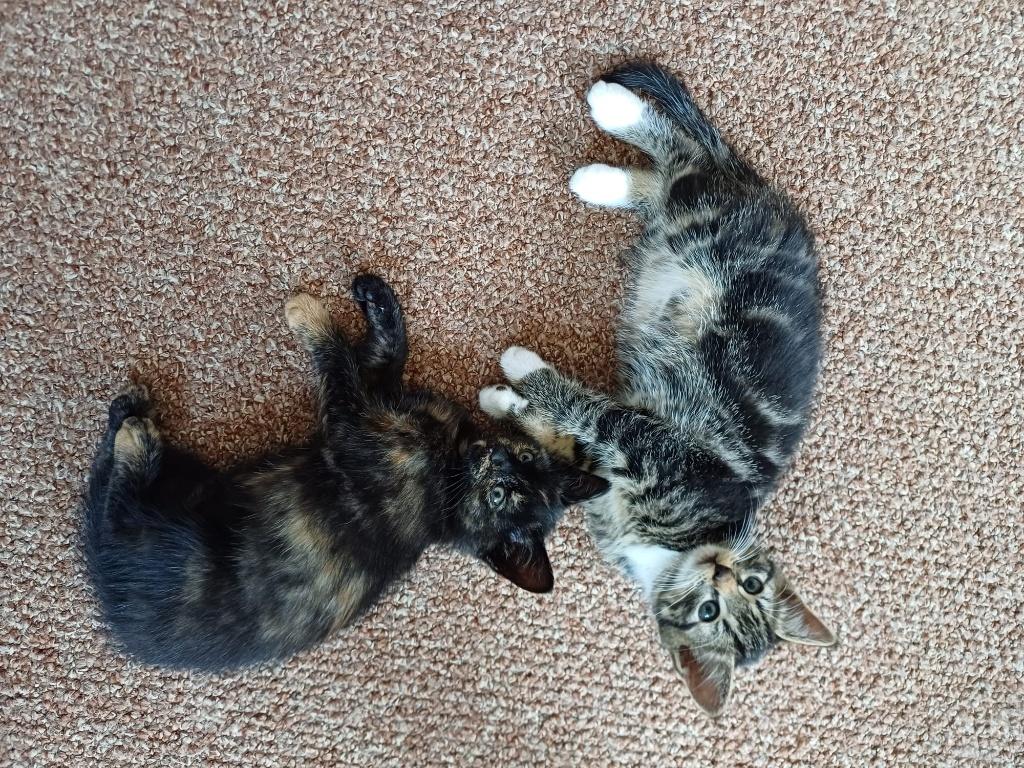 jonge kittens, Dieren en Toebehoren, Katten en Kittens | Overige Katten, Meerdere dieren, Kortharig, 0 tot 2 jaar