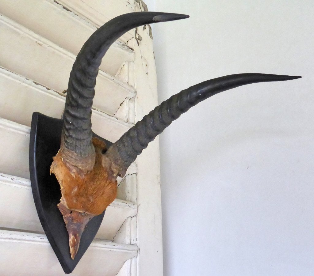 Mooi gewei Afrikaanse RIETBOK / REEDBUCK * landelijk, Ophalen of Verzenden, Zo goed als nieuw, Hert, Gewei of Kop