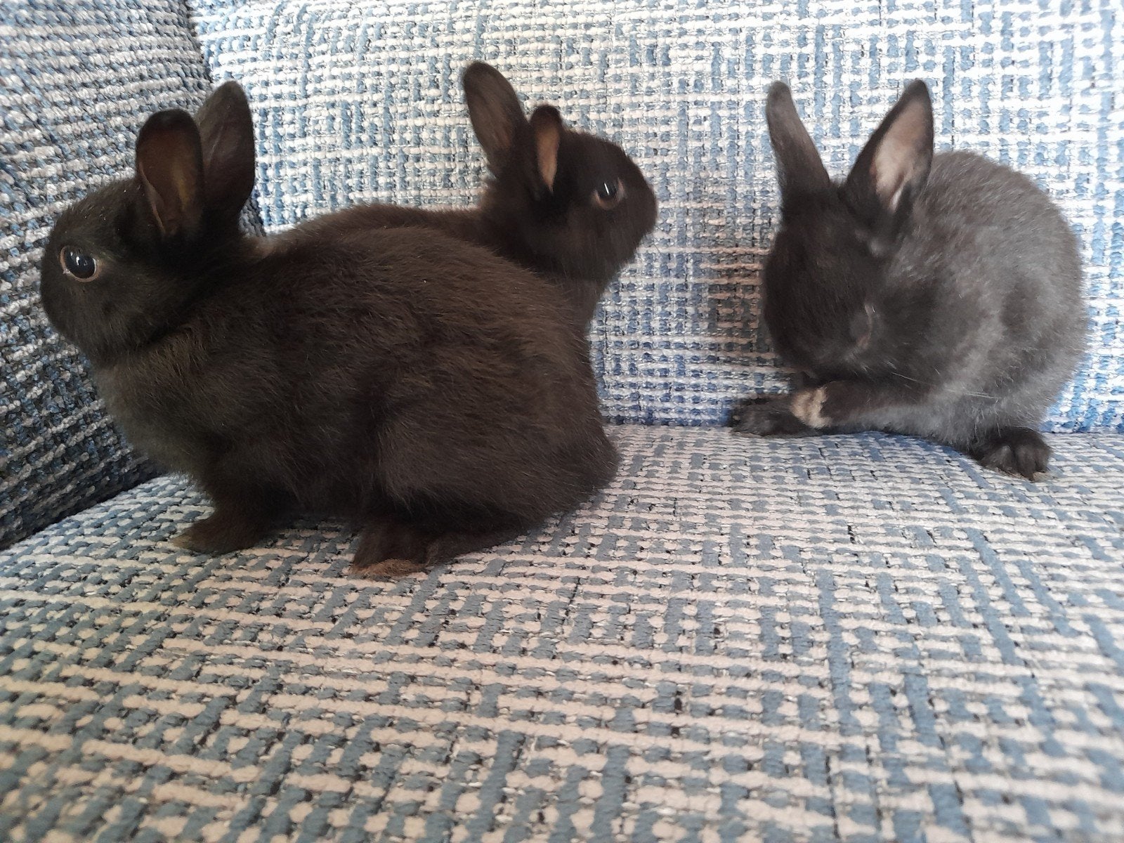 Te koop : jonge kleurdwerg  konijntjes, Juni, Meerdere dieren, Overige typen