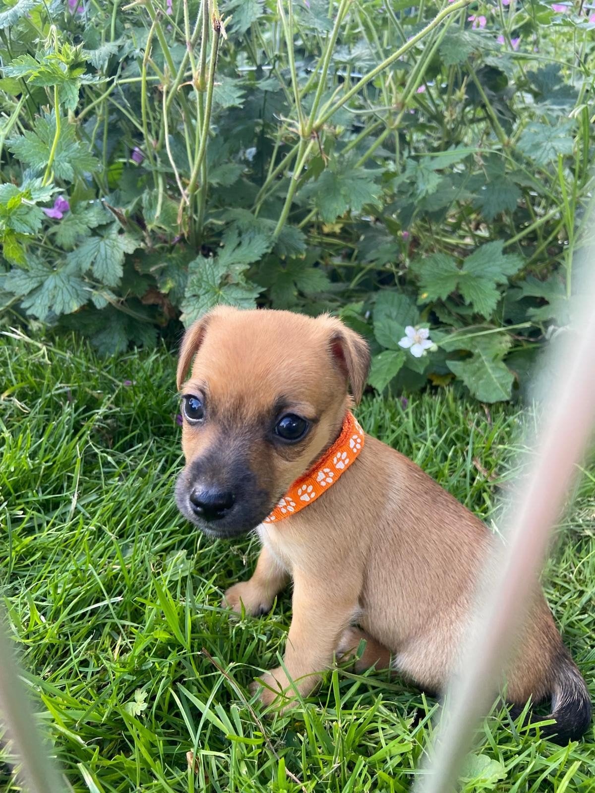Jackrussel pups, Jack Russell Terriër, 8 tot 15 weken, Meerdere, Meerdere dieren