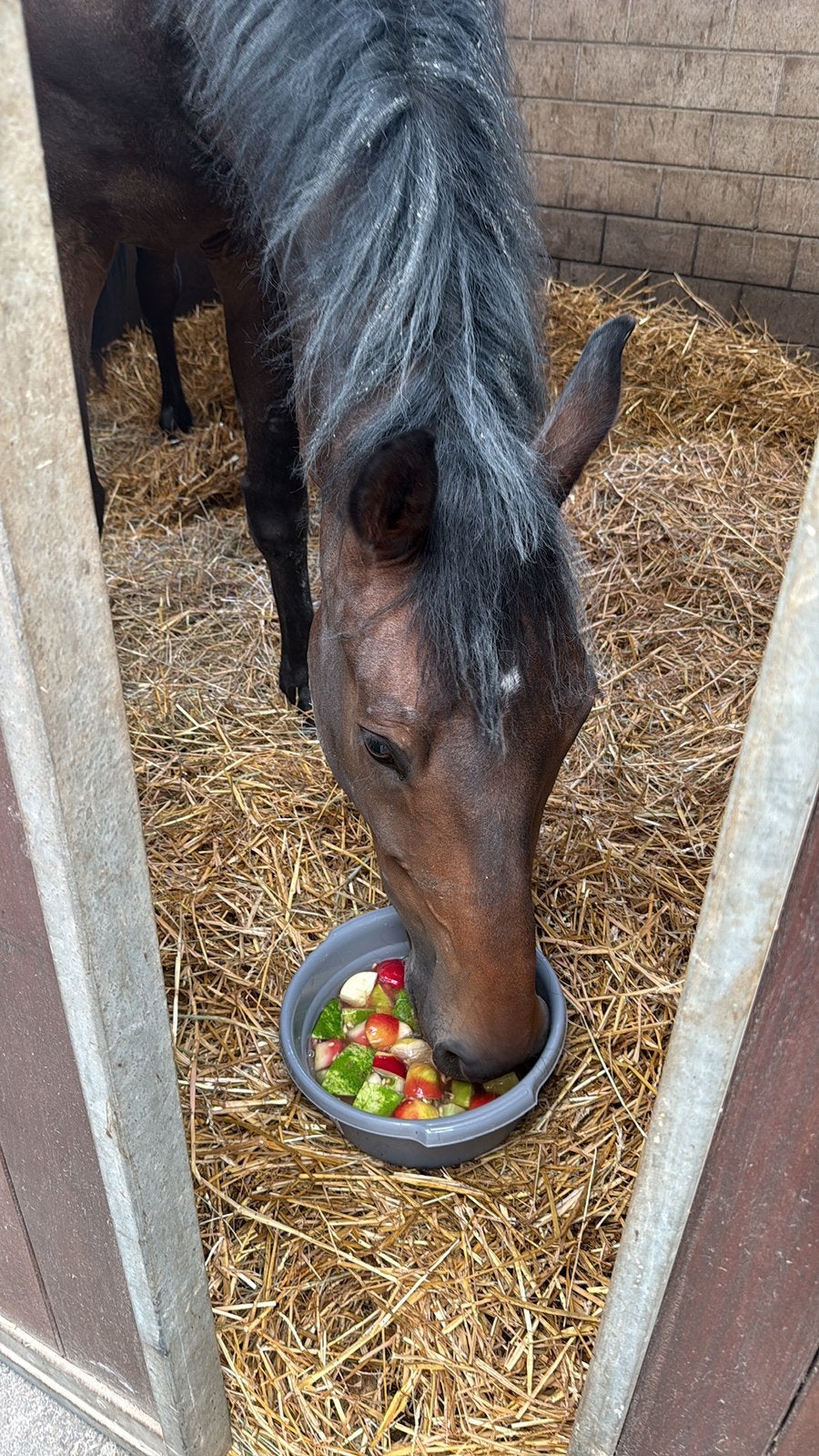 Paarden oppas / inval & vakantie service, Dieren en Toebehoren, Ophalen of Verzenden, Nieuw