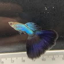 Singa Blue guppy mannen, Dieren en Toebehoren, Vissen | Aquariumvissen, Vis