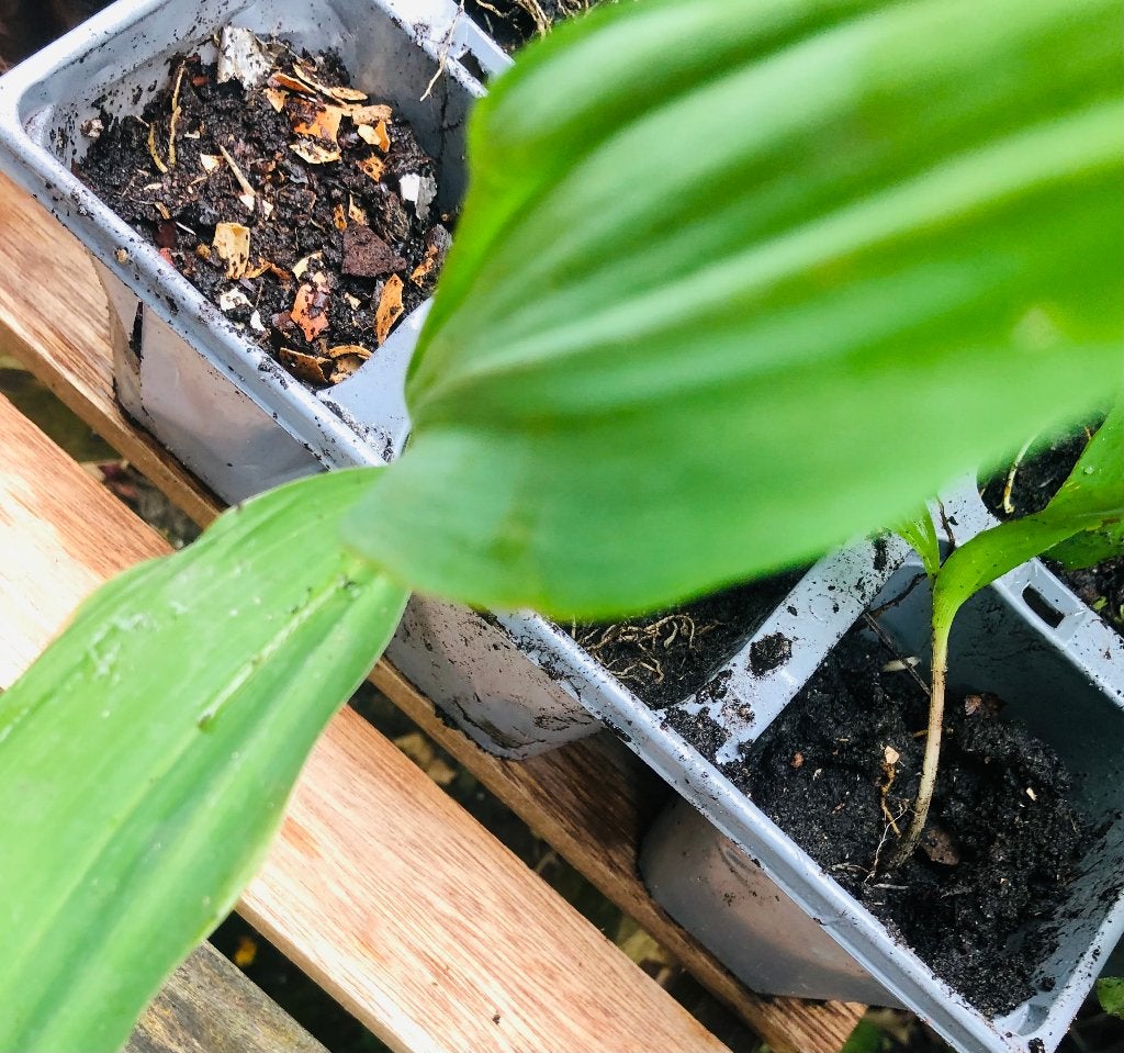 Lelietjes-van-dalen, Bodembedekkers, Vaste plant, Ophalen of Verzenden, Halfschaduw