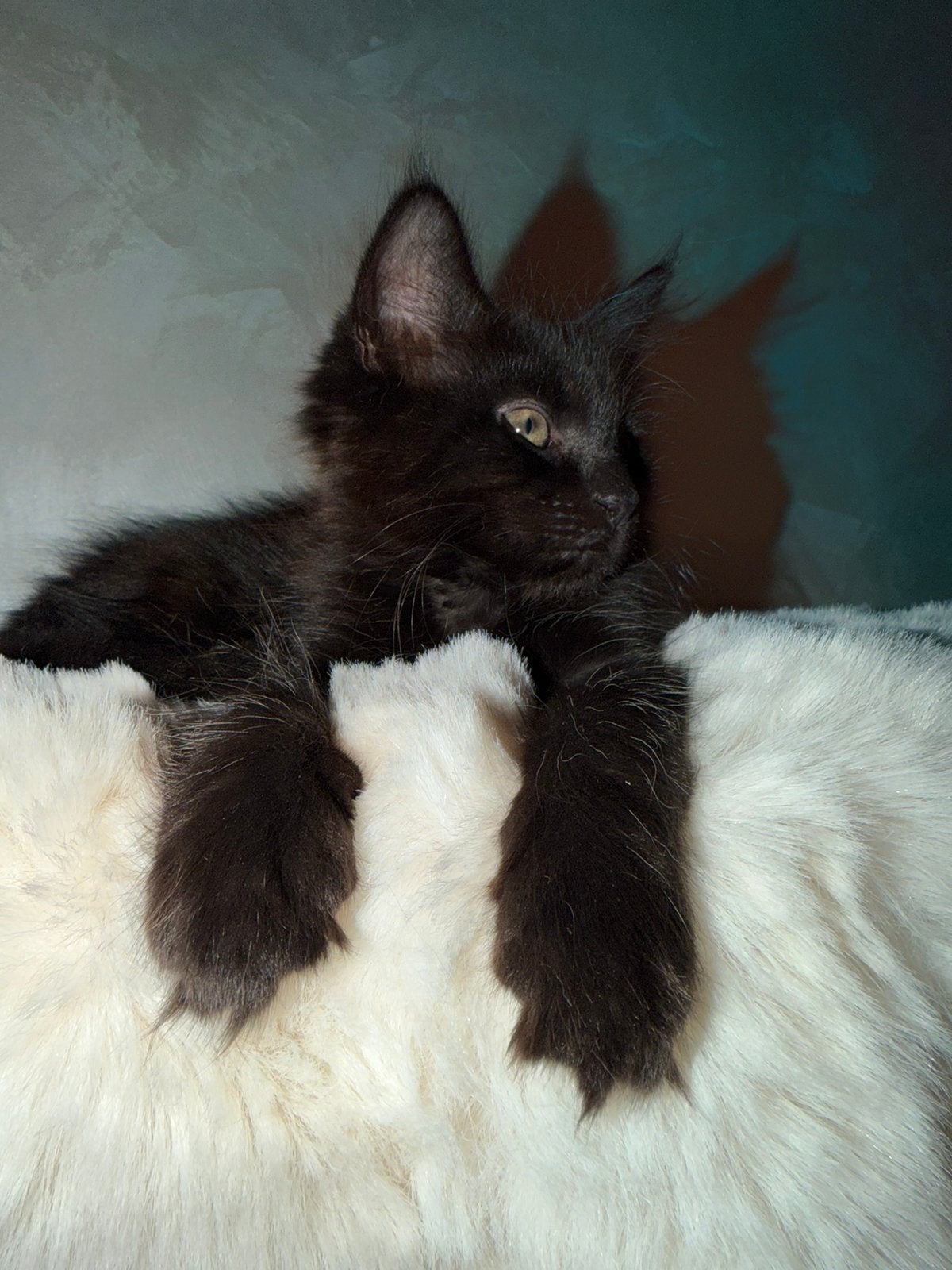 Laatste Maine Coon kitten  black smoke, Meerdere dieren, Gechipt, 0 tot 2 jaar