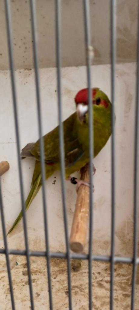Kakariki man, Dieren en Toebehoren, Vogels | Parkieten en Papegaaien, Mannelijk, Parkiet, Geringd
