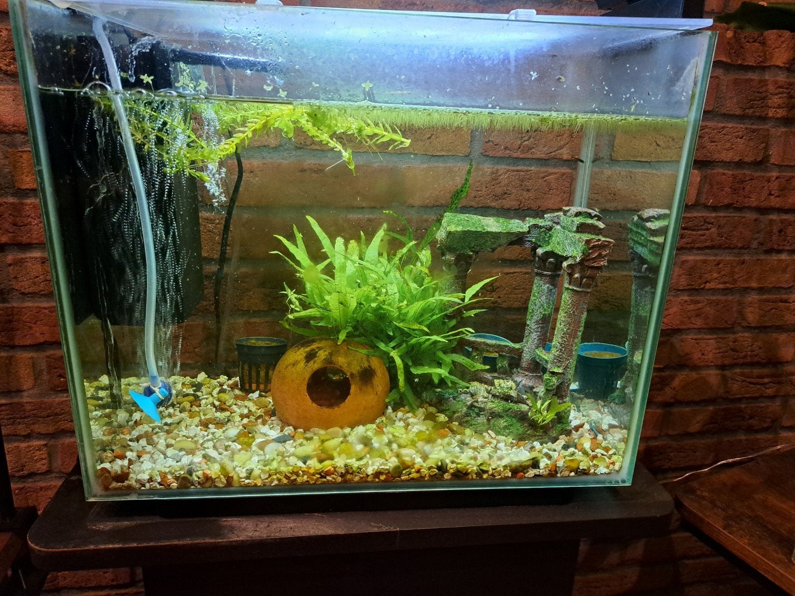 aquarium compleet 60 liter, Gebruikt, Ophalen of Verzenden, Gevuld zoetwateraquarium, Superfish