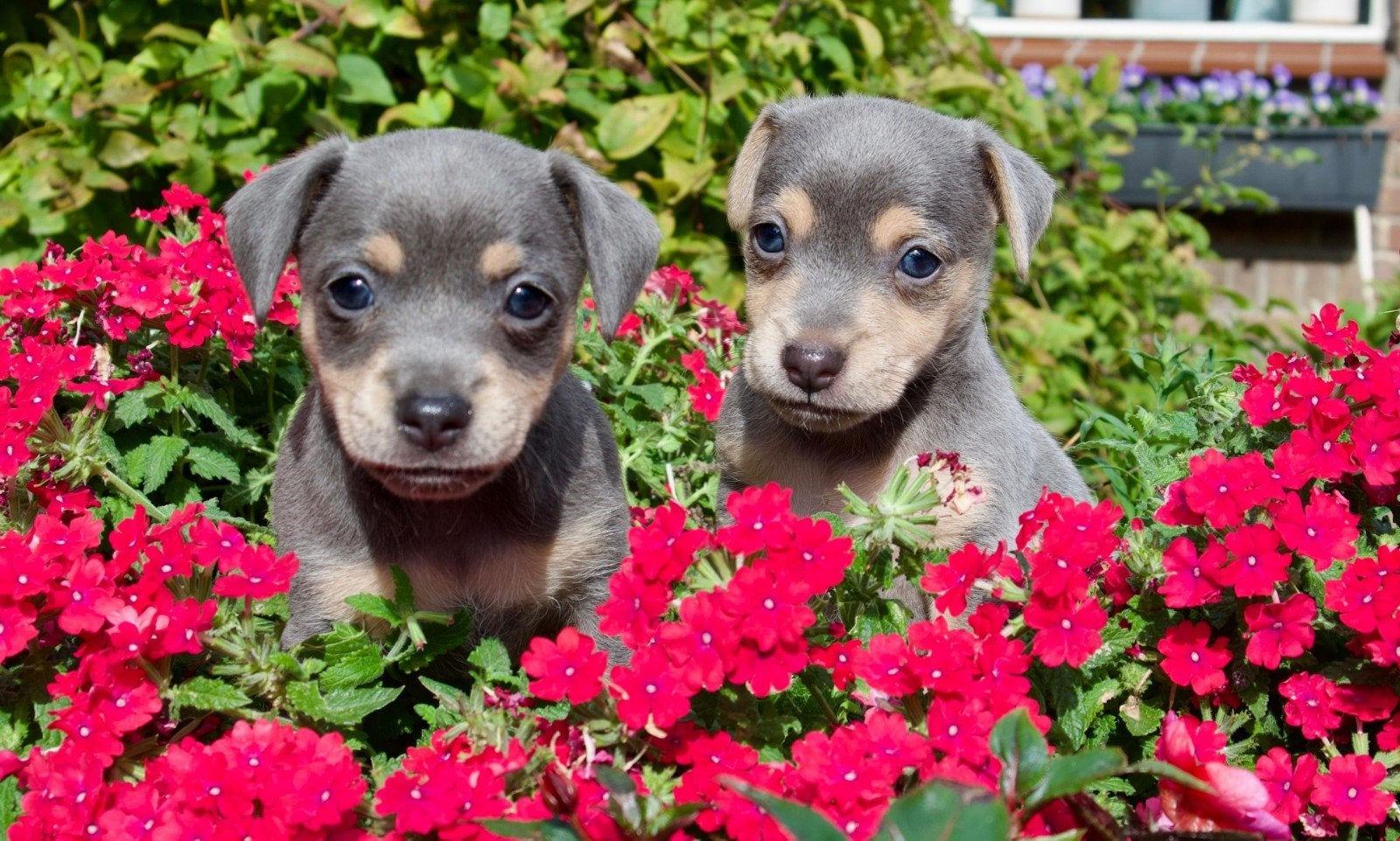 2 super knappe Blue and Tan Jack Russell pups, Jack Russell Terriër, CDV (hondenziekte), 8 tot 15 weken, Meerdere